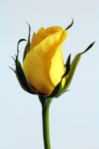Yellow rose bud