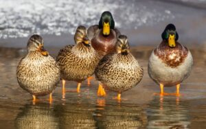 Row of ducks