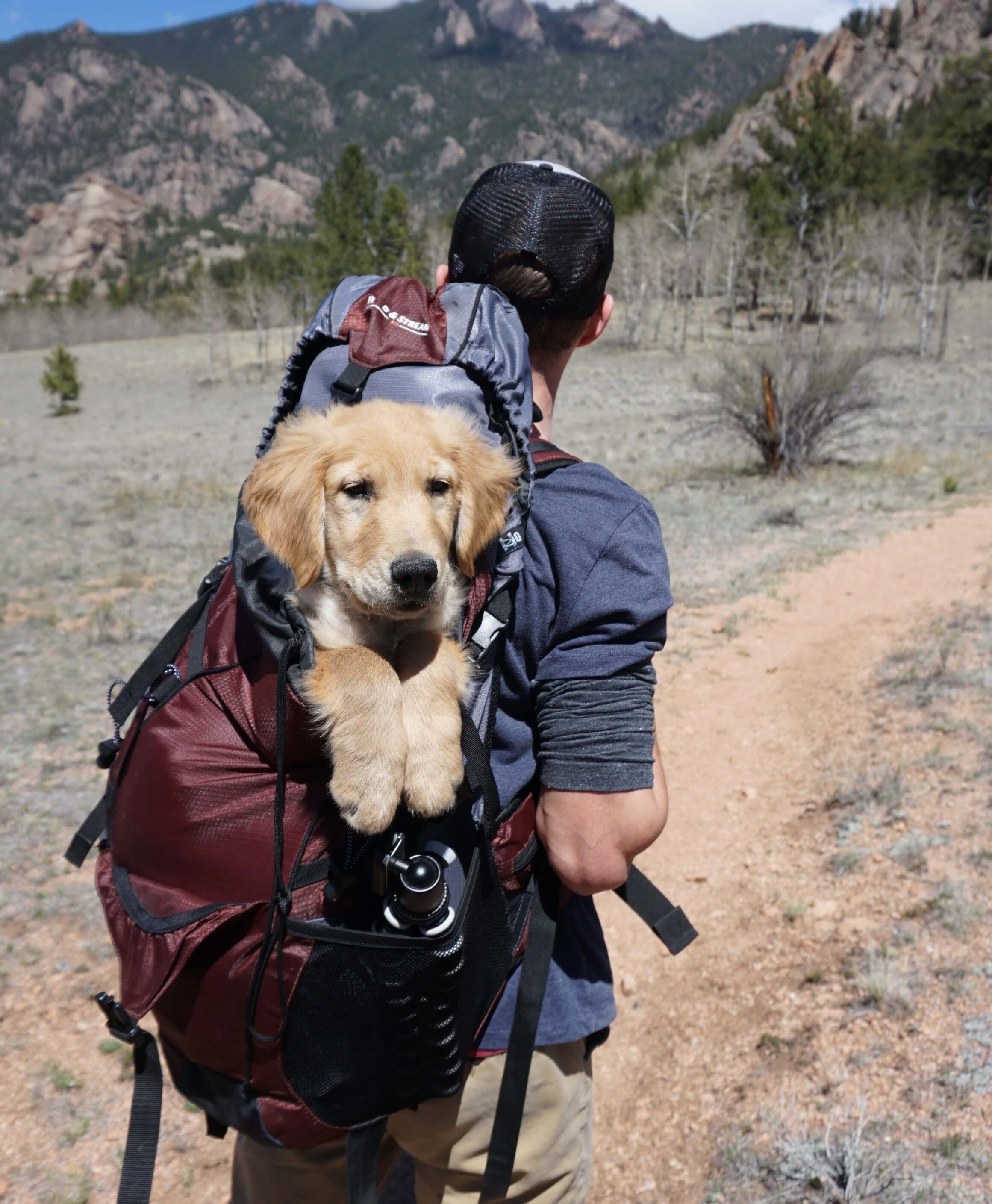 Dog being carried in walking man's backpack