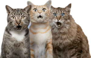 three Surprised cats